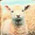 Wool Bureau Brochure